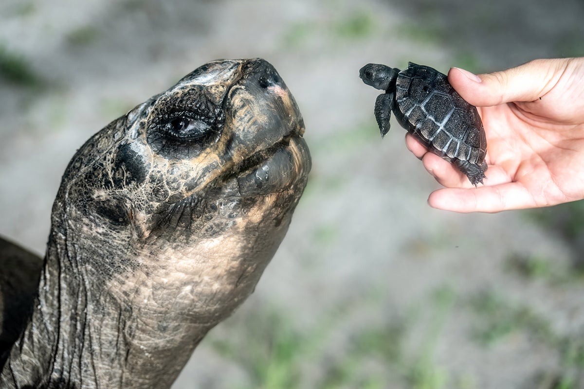 135-year-old tortoise becomes a father for the first time