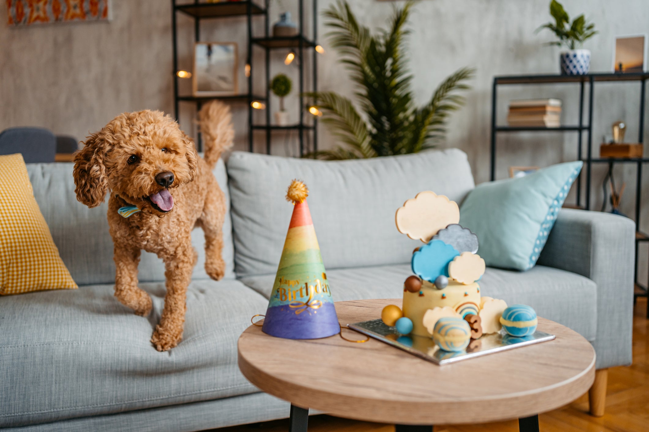 A new survey found that Brits are spending an average of £121 to celebrate their pet’s birthdays or adoption days