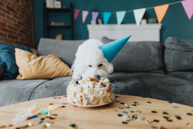 <p>A dog’s life: Millennial and Gen Z pet owners are happy to splash out on their animal’s birthday</p>