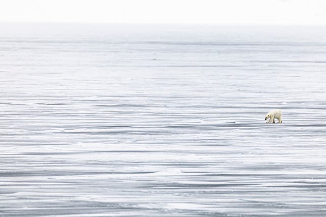 <p>Distant dream: Polar bear on fast ice photographed from over 500m away, taken with 840mm of lens</p>