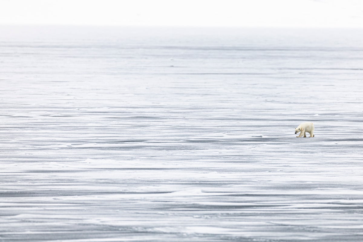 Norway’s new rules to protect polar bears from tourists slammed as ‘conservation fascism’