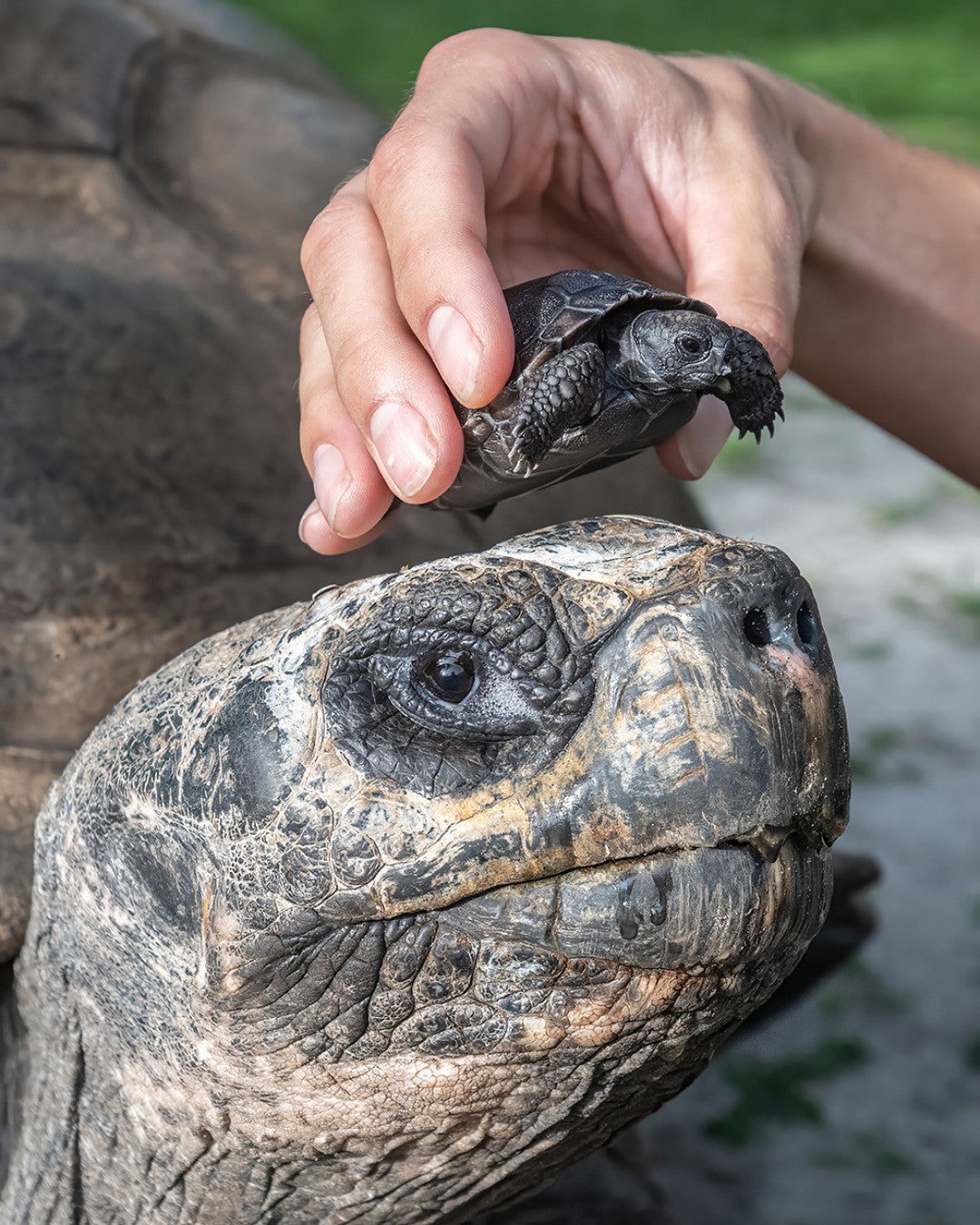 Sweet Pea and Goliath could set a world record as the oldest first-time parents, zoo officials say