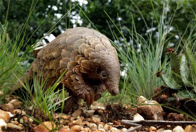 Climate Pangolin