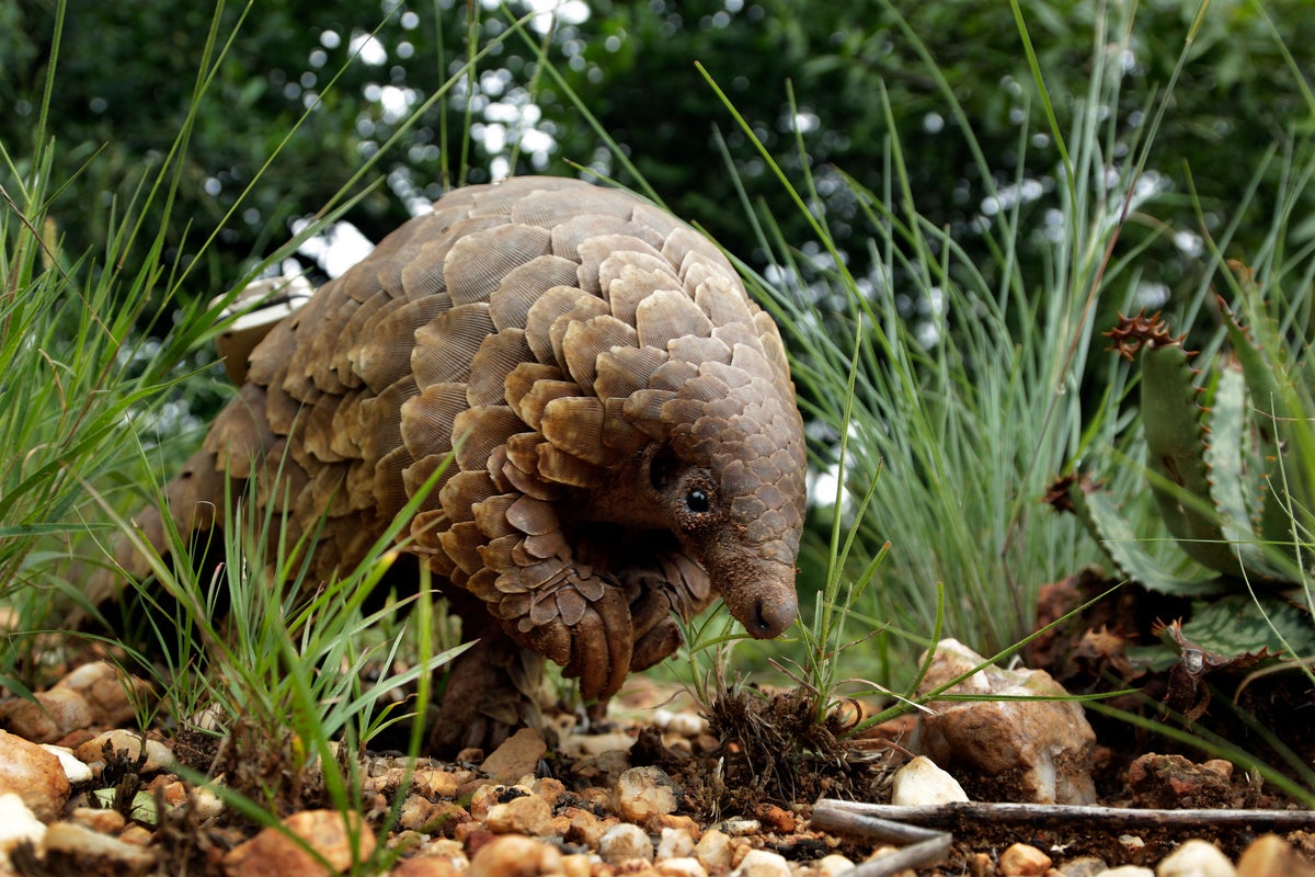 The worlds most trafficked mammal is the pangolin. US officials say its an endangered species