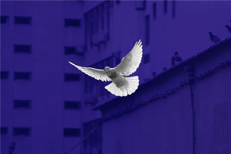 Flying high: How do you really scale the heights of digital transformation?