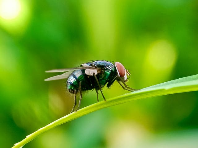 <p>Cochliomyia hominivorax, the New World screwworm fly, is a species of parasitic fly that is well known for the way in which its larvae (maggots) eat the living tissue.</p>