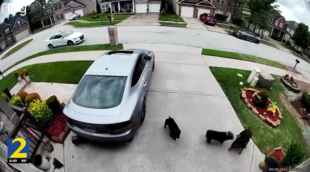<p>Melody and Michael Barnhill say their neighbor’s three dogs attacked them unprompted on Memorial Day. The entire incident was caught on the family’s home camera. </p>