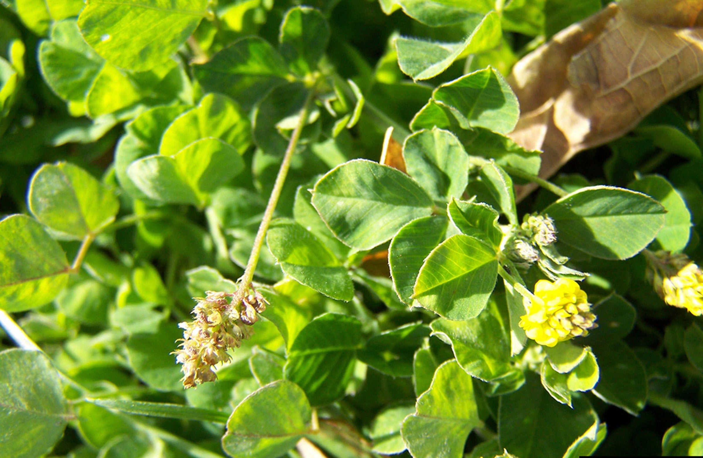 Gardening-What Weeds Tell Us