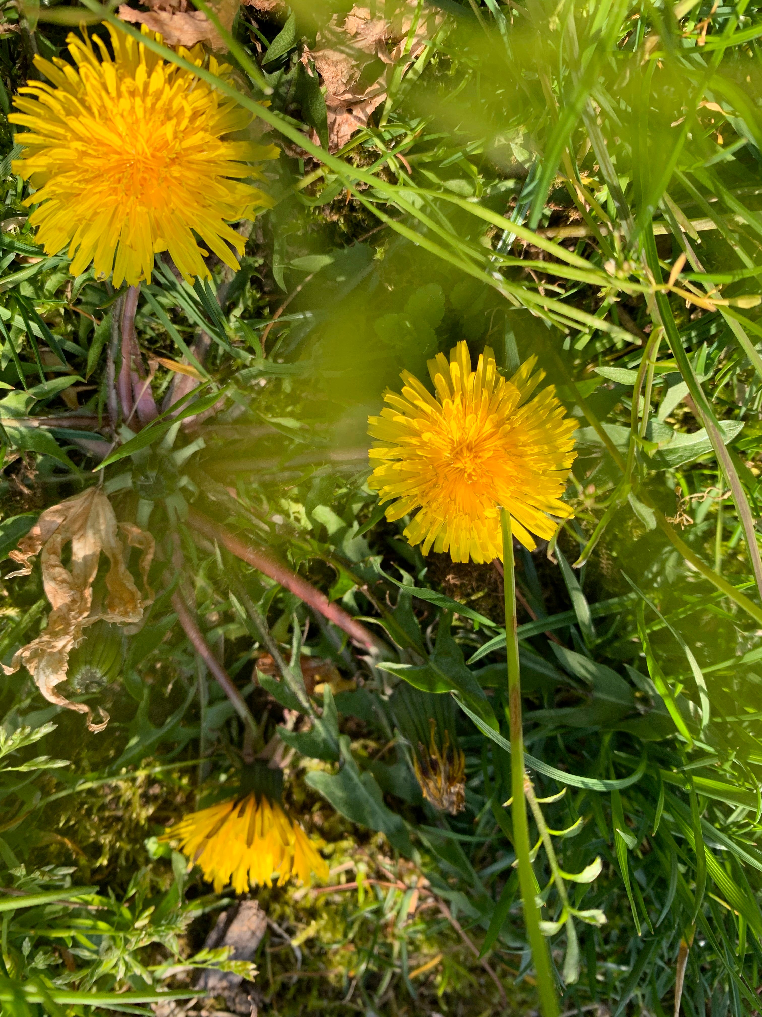 Gardening-What Weeds Tell Us