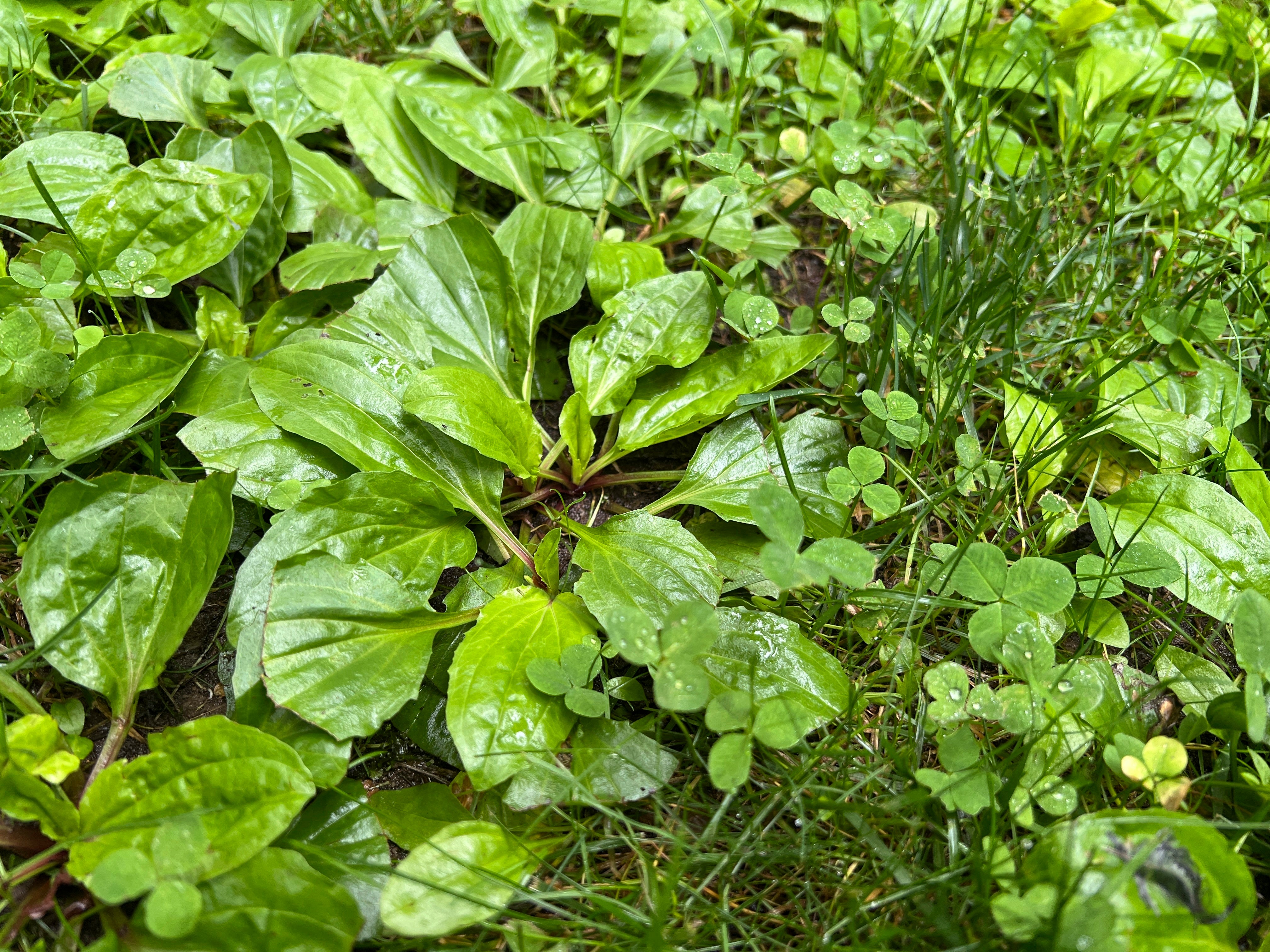 Gardening-What Weeds Tell Us