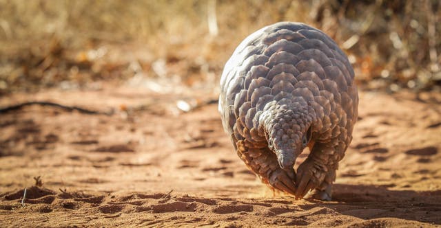 <p>The Pangolin is the world’s most trafficked animal.</p>