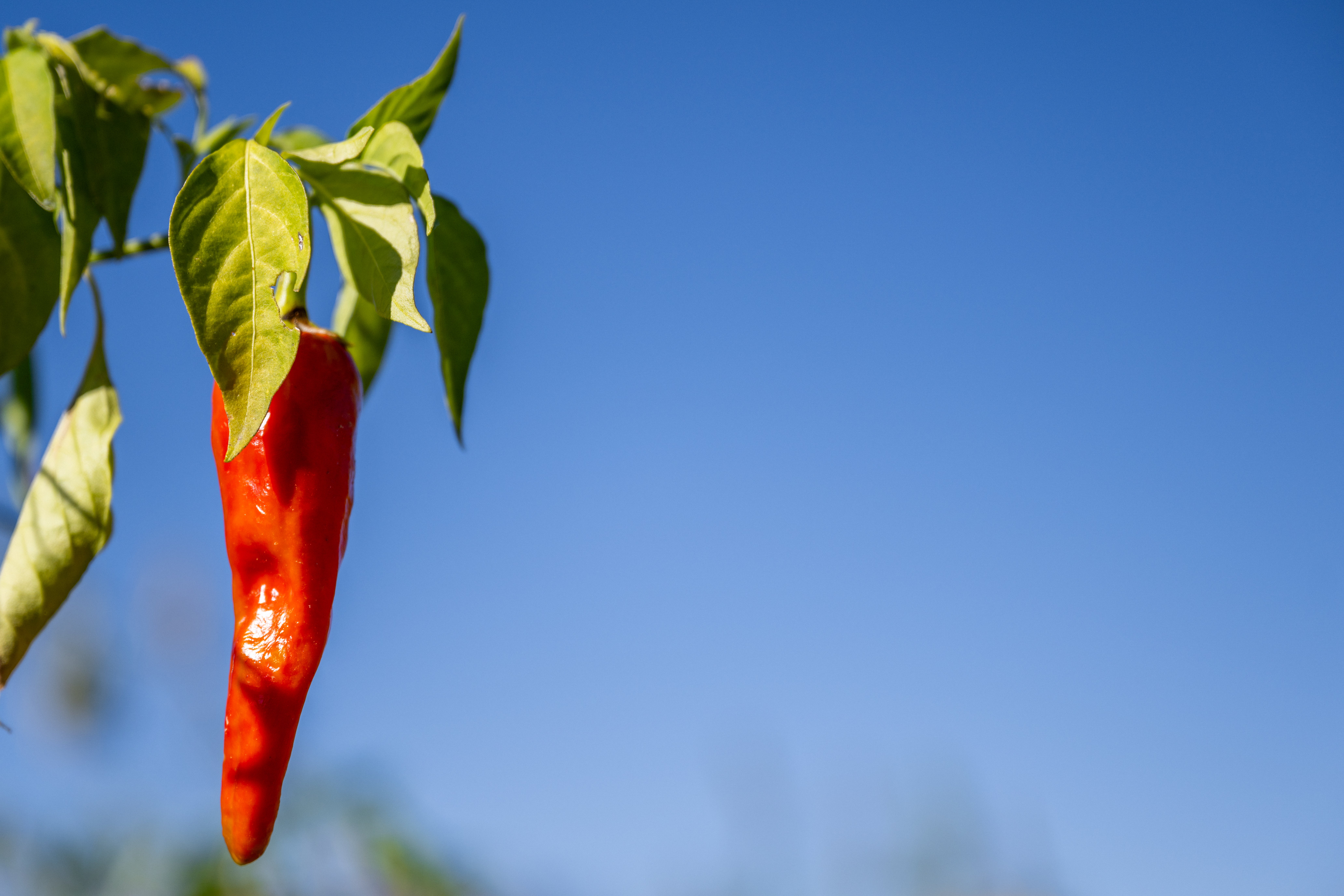 Could eating spicy foods help you with weight loss? 3 A compound that makes peppers hot provides several health benefits. Known as capsaicin, it helps to boost the metabolism