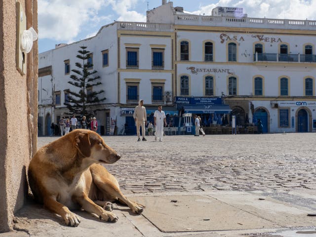 <p>A stray dog in Essaouira, Morocco</p>