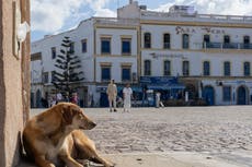 Why Iâll never pet stray dogs on holiday again