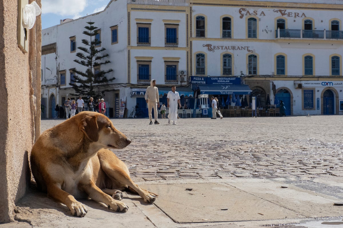 Voices: Why I’ll never pet stray dogs on holiday again Voices: Why I’ll never pet stray dogs on holiday again