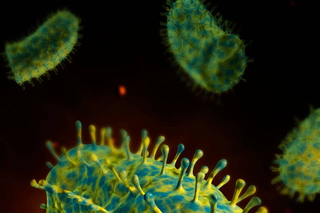<p>Rabies is a zoonotic disease – meaning it is transmitted from animals to humans</p>