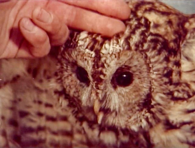 <p>A still from Curtis’s latest documentary, ‘Shifty’ </p>