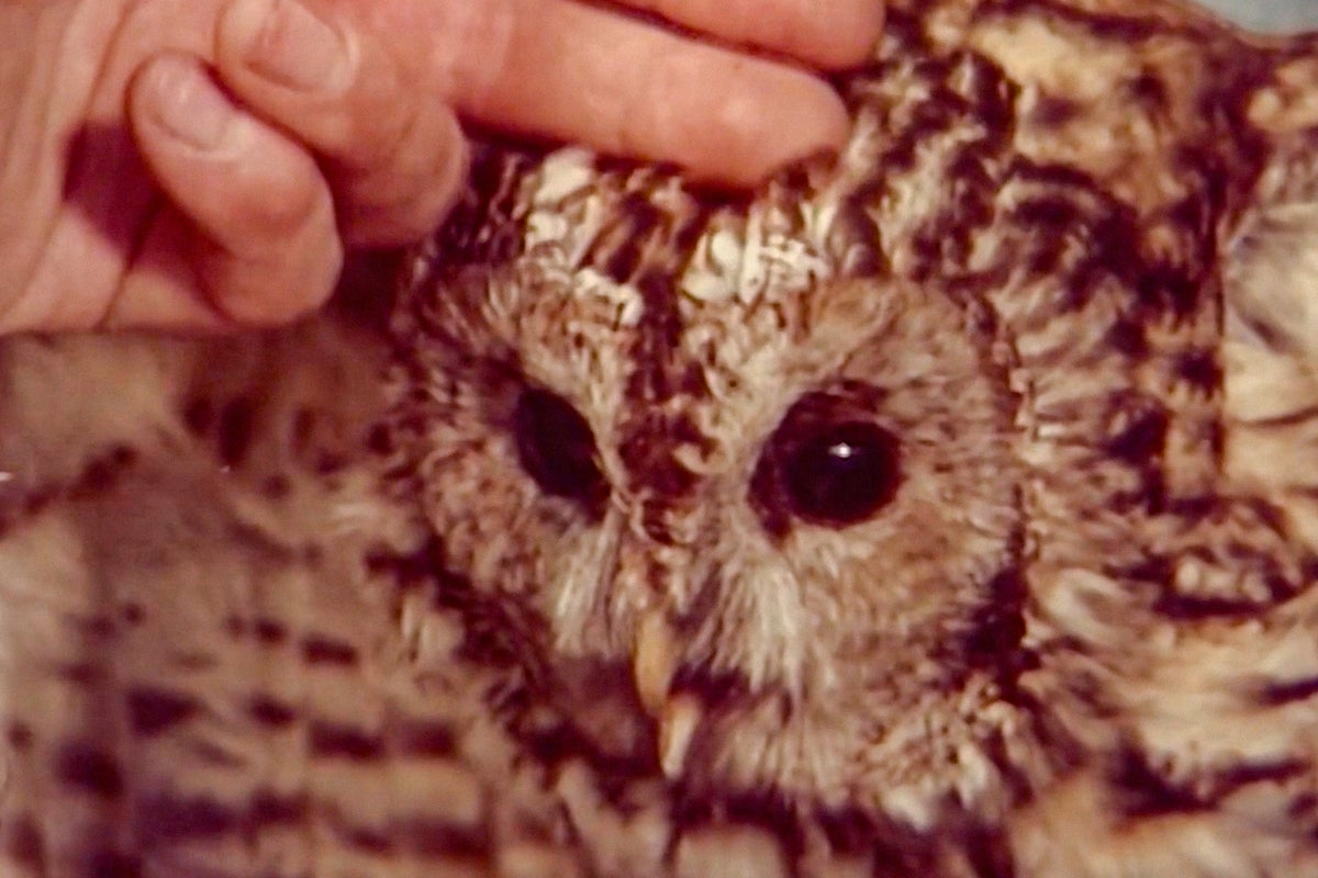 Documentarian Adam Curtis: 70, encyclopaedic and the BBC’s coolest asset
