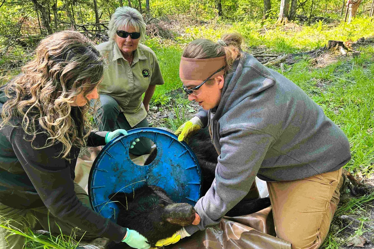 Wildlife experts remove a plastic lid that was stuck on a Michigan bears neck for two years