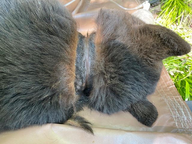 <p>In this image provided by the Michigan Department of Natural Resources, the neck of a black bear is shown after a lid was removed after two years on June 3, 2025, near Hillman, Mich</p>