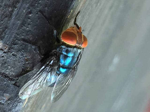 <p>An adult New World Screwworm fly. The U.S. Department of Agriculture will produce sterile male flies and release them on Texas and Mexico in an effort to reduce the New World Screwworm population. </p>