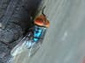 Millions of flies to be dropped in Texas to fight flesh-eating maggots