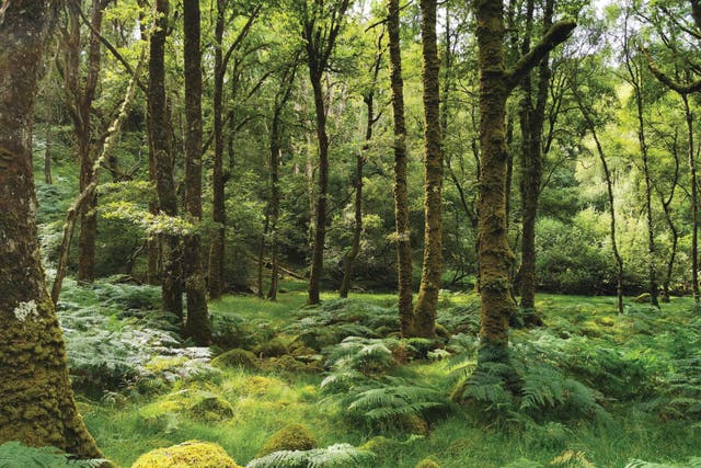 Britain’s rainforests are hiding in plain sight, conservationists say (Meg Griffiths/Plantlife/PA)