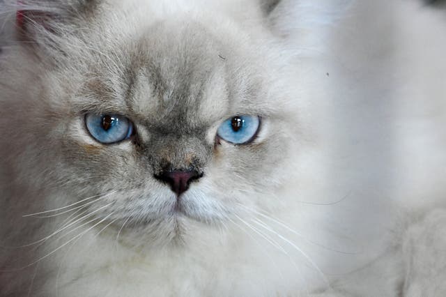 <p>Cat</p>