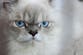 Outrage after cat fur clothing sold in Australia