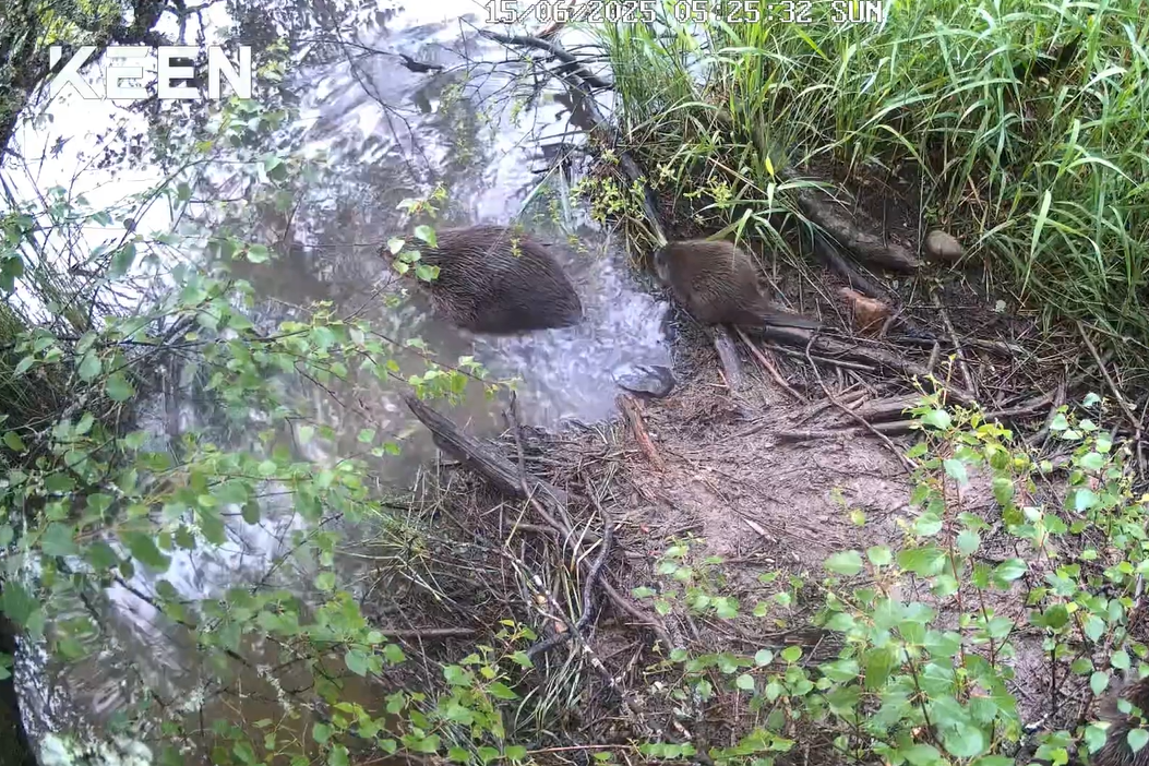 The beaver kits have been caught on camera in Cairngorms National Park (Cairngorms National Park/PA)