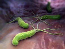 Gut bacteria may hold key to protecting brain against Alzheimers