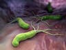 Gut bacteria may hold key to protecting brain against Alzheimers