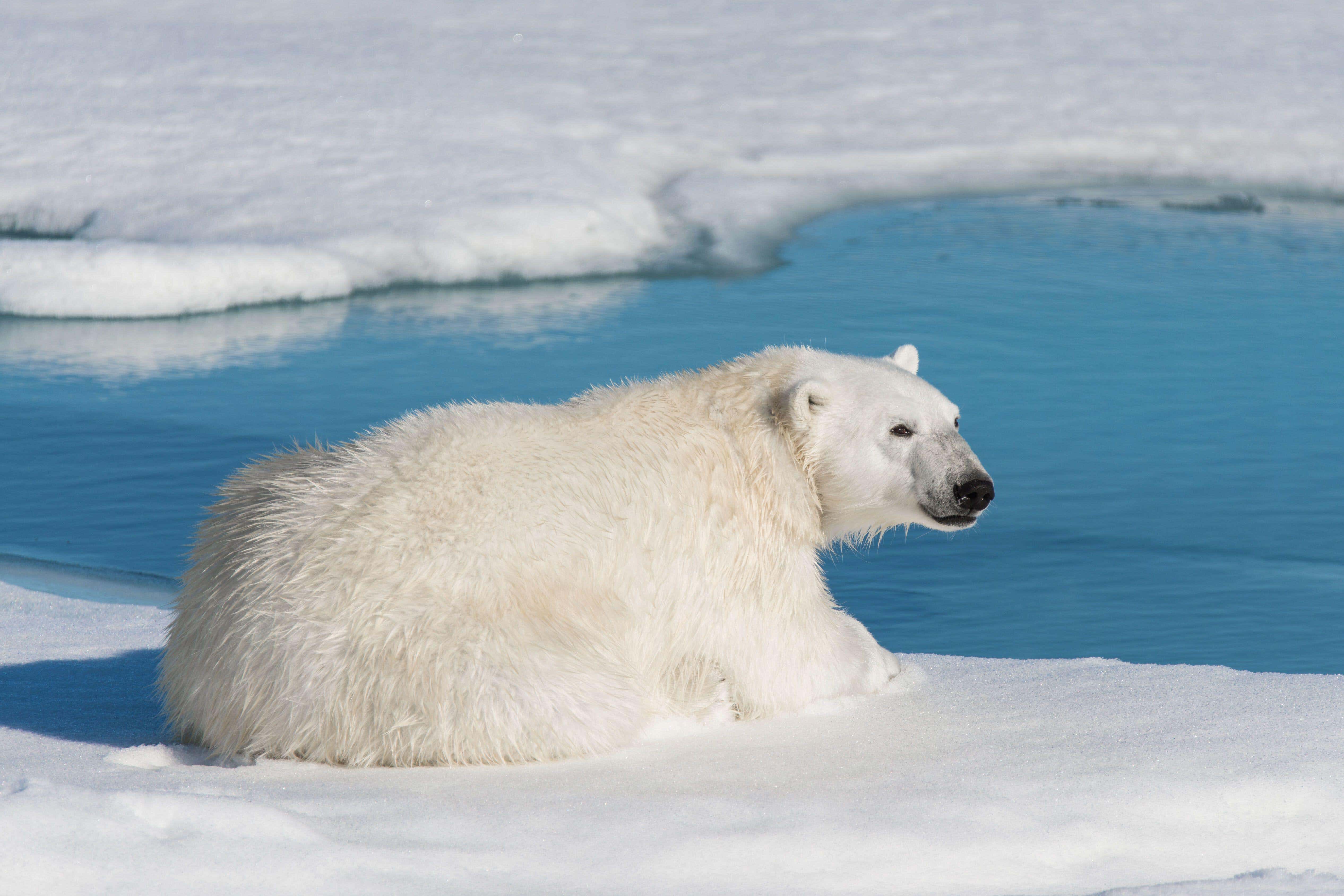 Expedition cruise lines may stop putting close-up images of polar bears in brochures because of new restrictions in Norway, according to an industry expert (Alamy/PA)