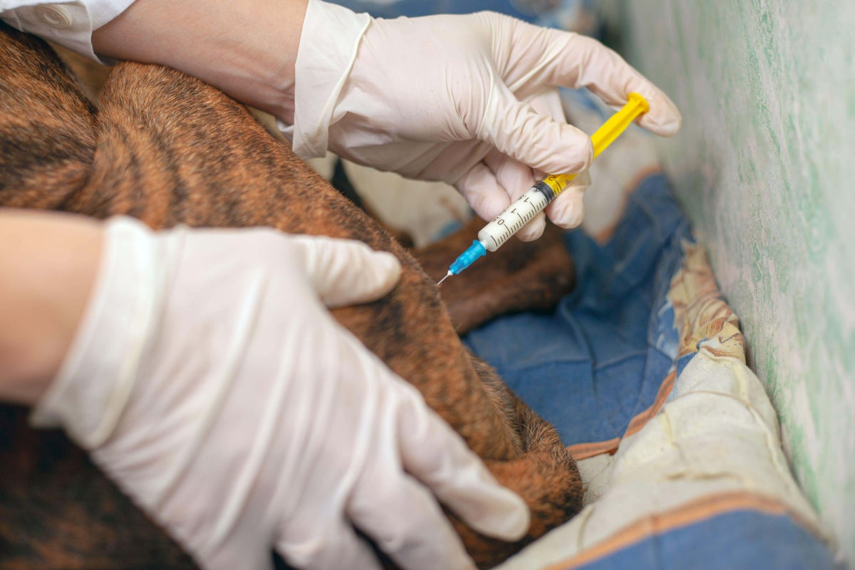 UK Government Plans New Veterinary Medicine Supply Rules for Northern Ireland from 2026