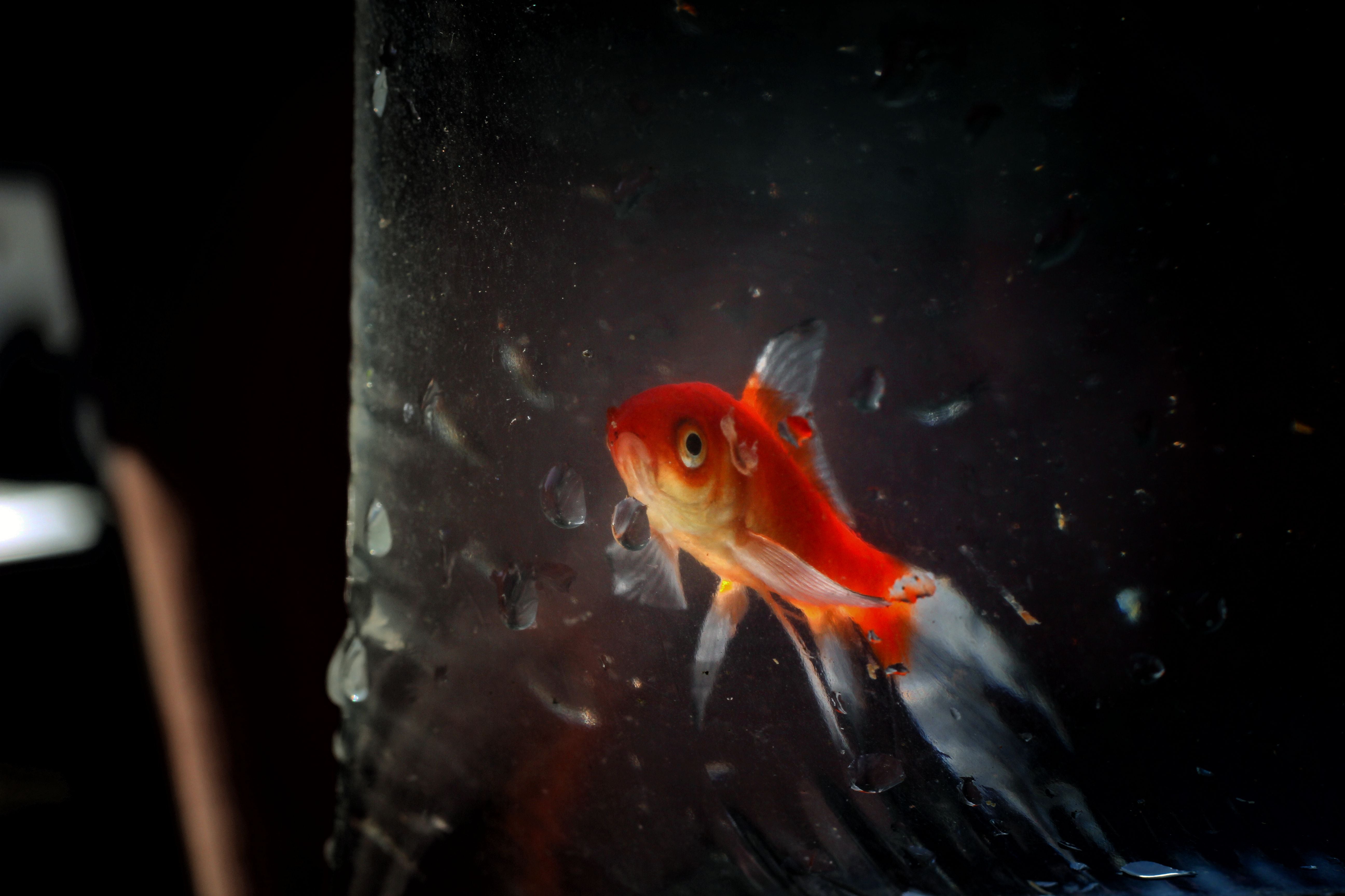 Goldfish need at least 60 litres of water each, the RSPCA says