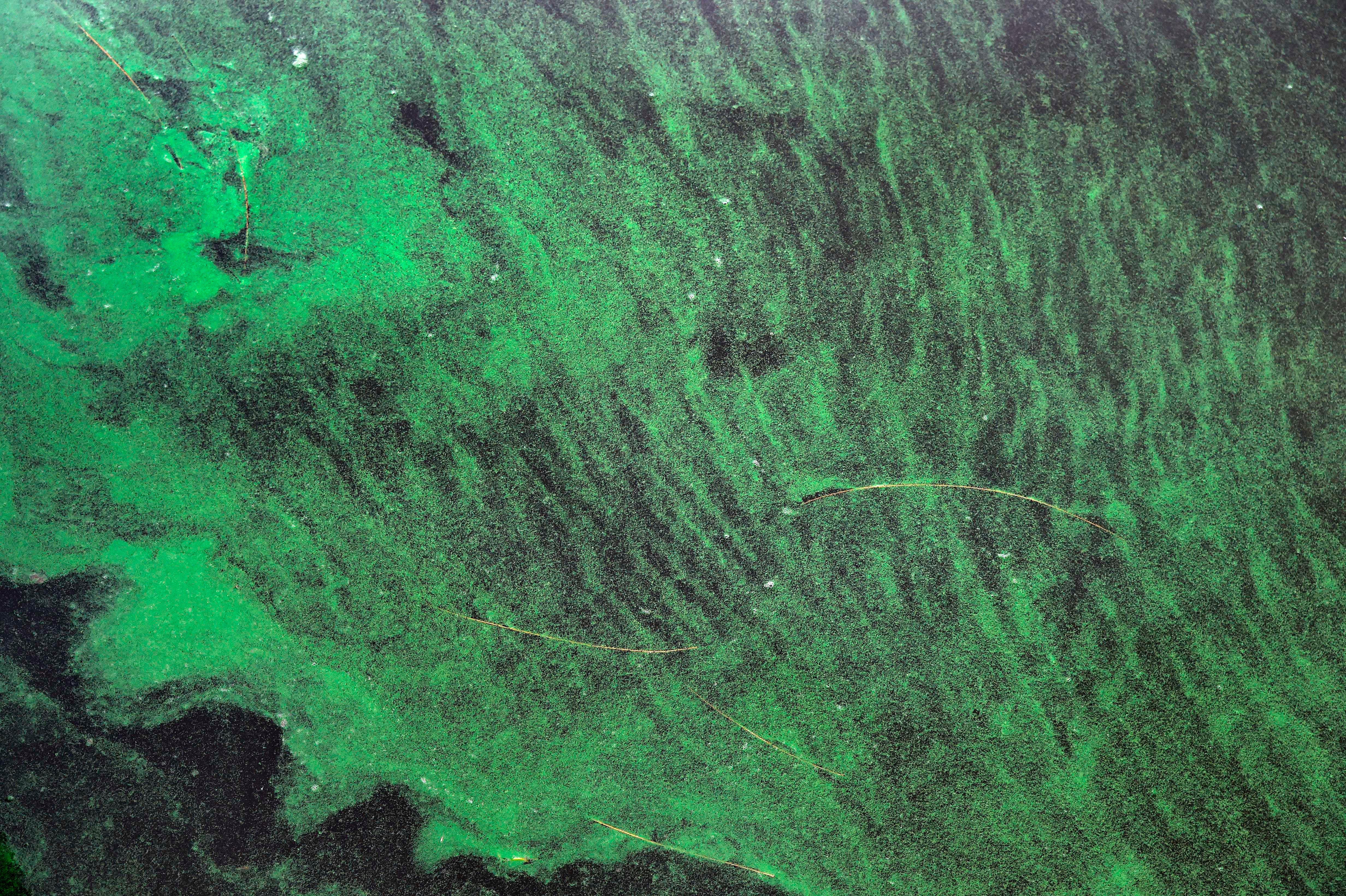 Living along a coast or a lake exposed to harmful algae proliferations could be more dangerous than people do not believe it. Michigan researchers warn that living near them could reduce the survival of people with SLA