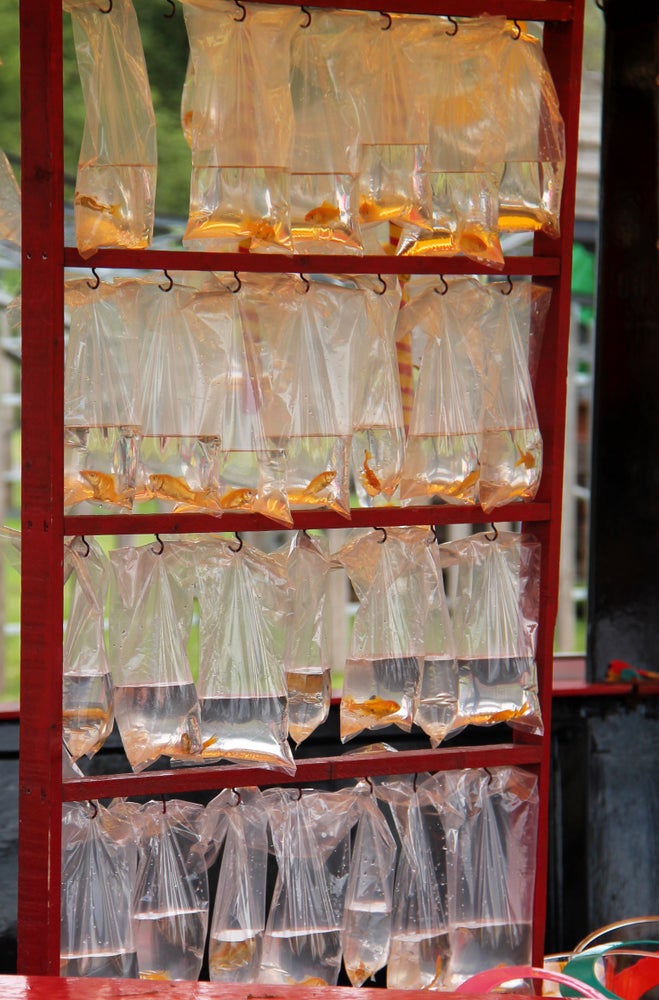 Giving goldfish as prizes is still legal on private land