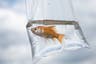 Calls for ban on popular funfair pet prize