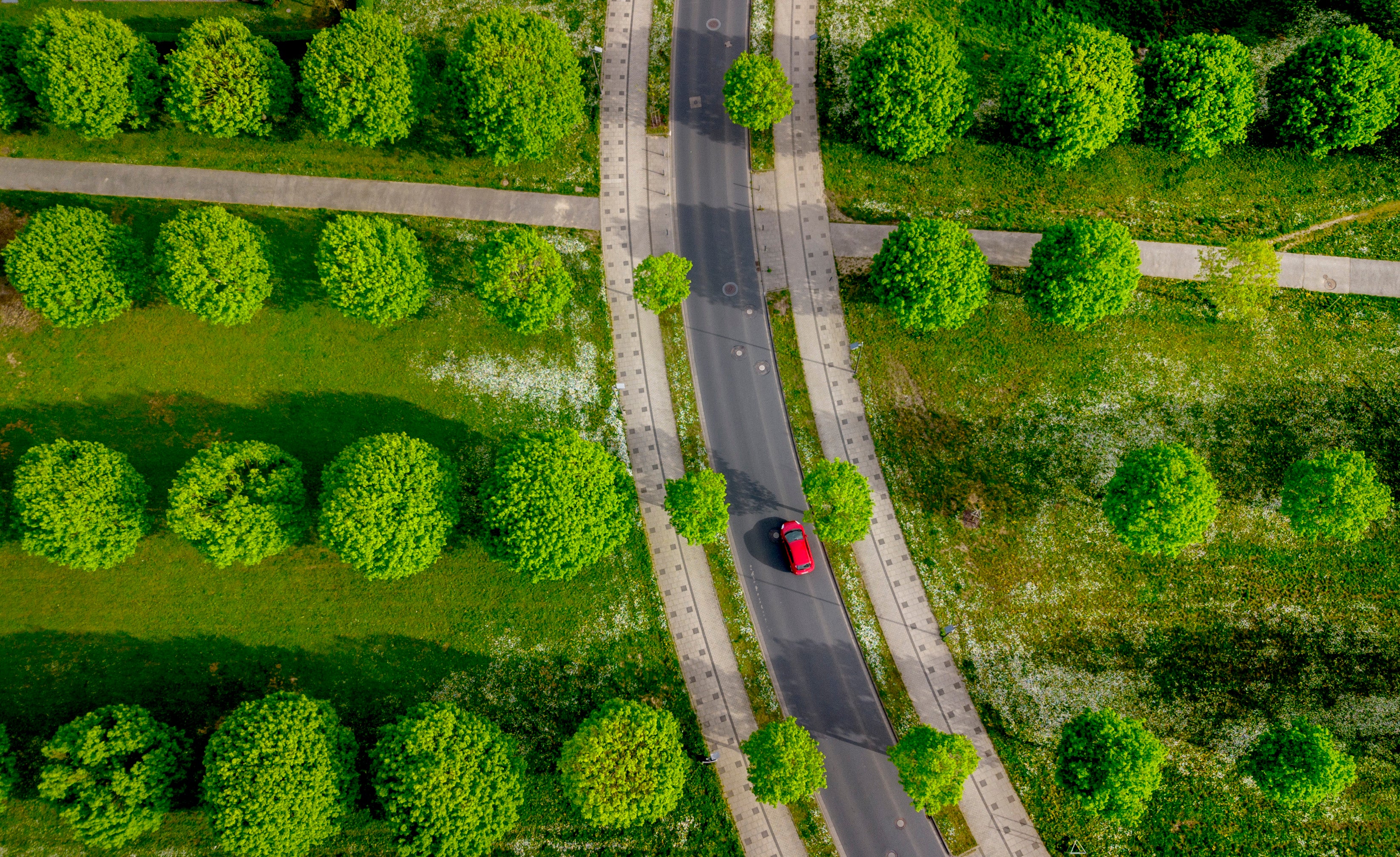 Climate Doomed Tree Planting