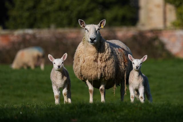 Cryptosporidium commonly spreads through contact with farm animals (Jacob King/PA)