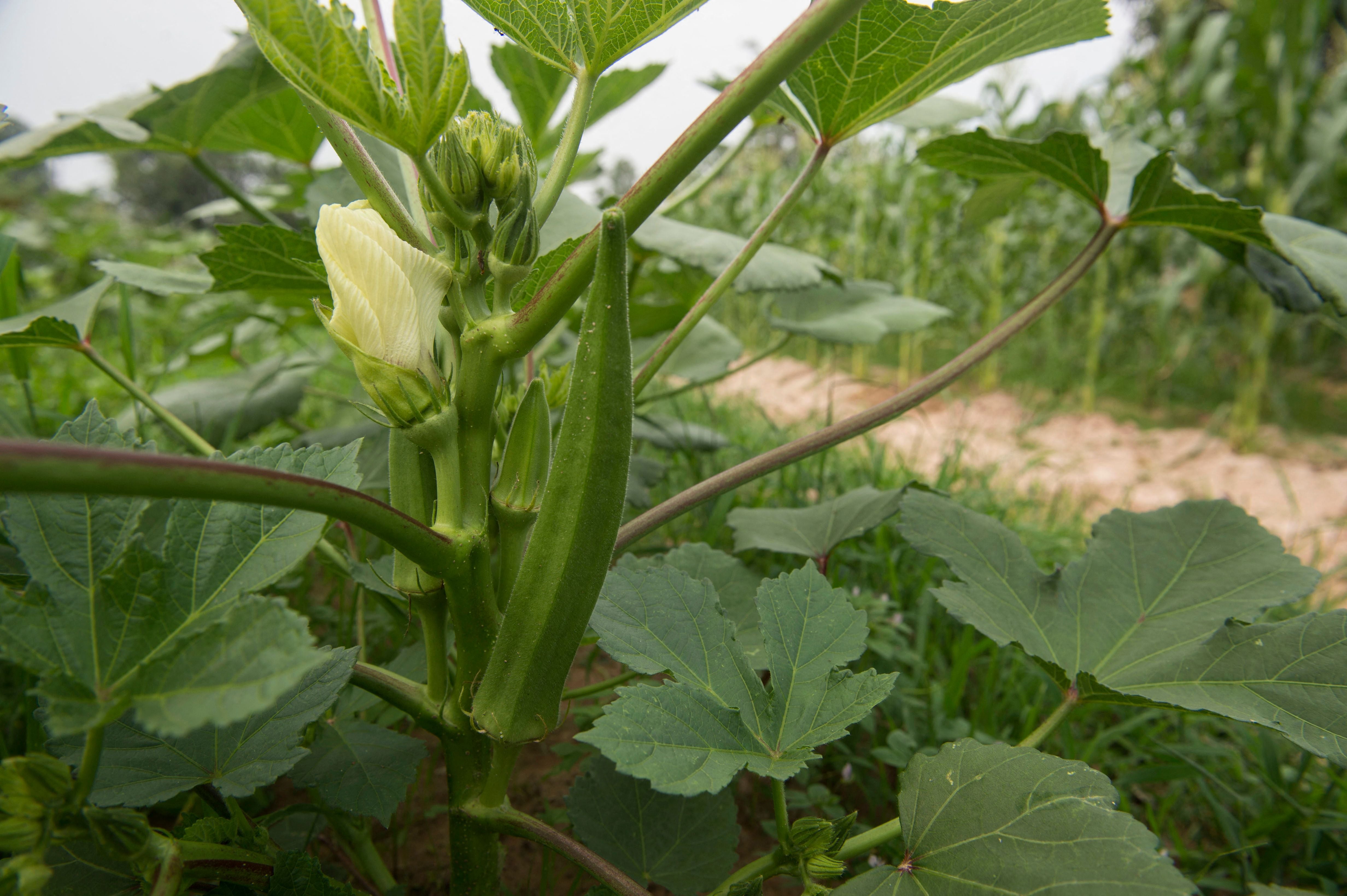 Okra Gemüsepflanze wächst auf einer Bio -Farm in Thailand