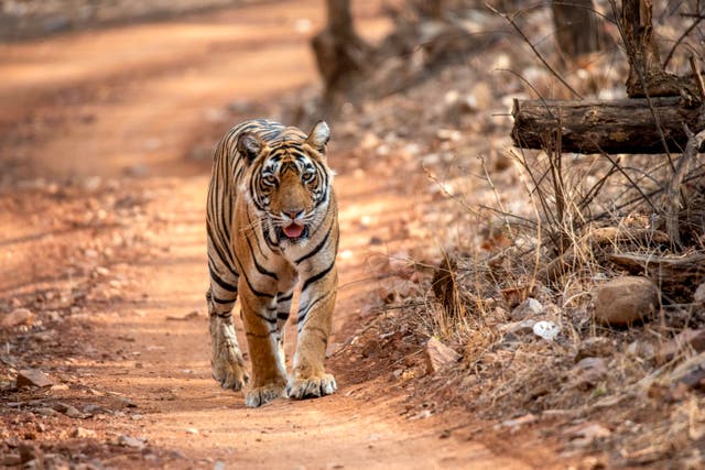 <p>File. A tigress walks at Ranthambore National Park in Rajasthan, India</p>