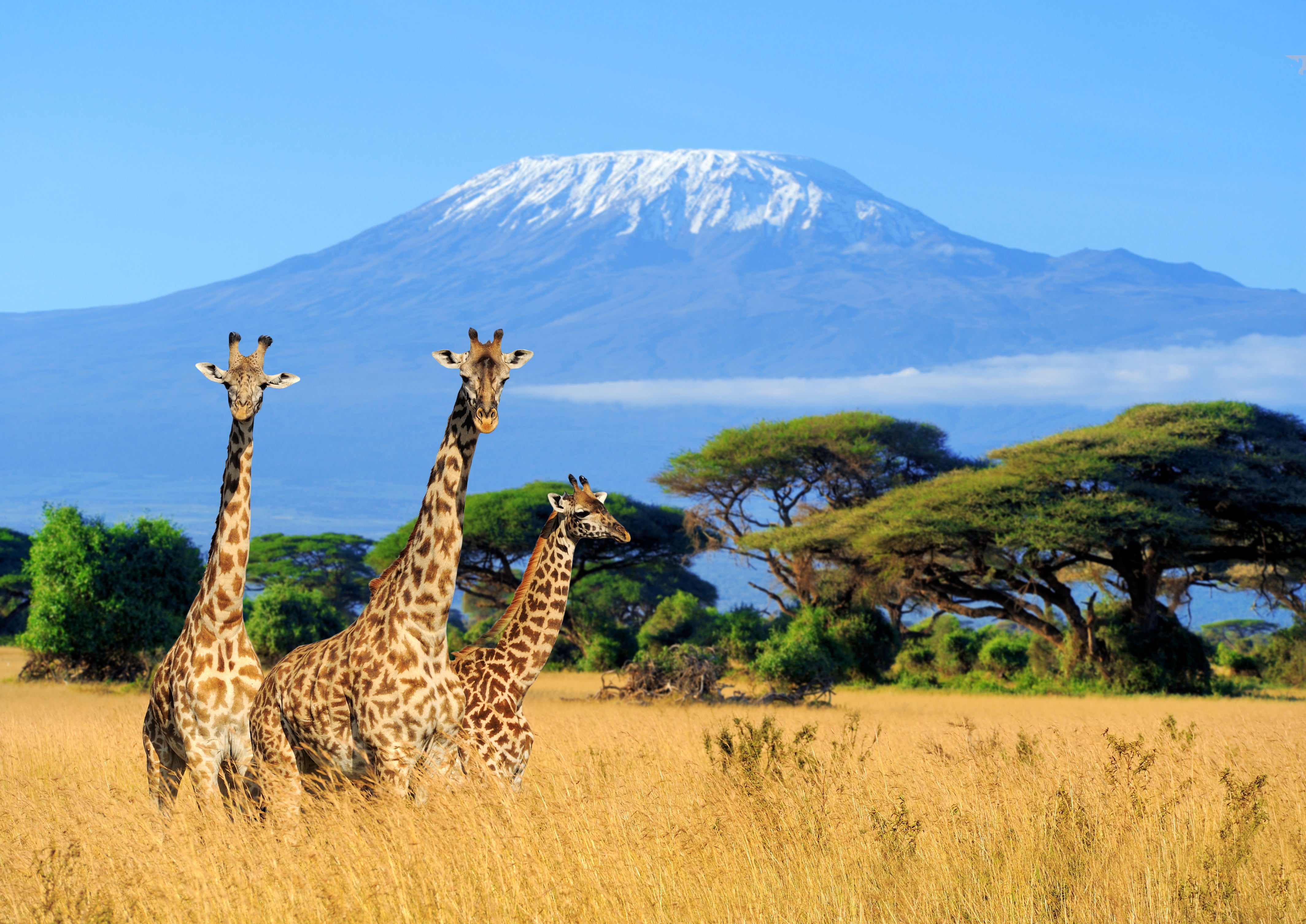 Giraffe are classified as vulnerable as numbers continue to fall