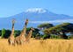 Giraffe genitalia among hundreds of body parts imported by trophy hunters