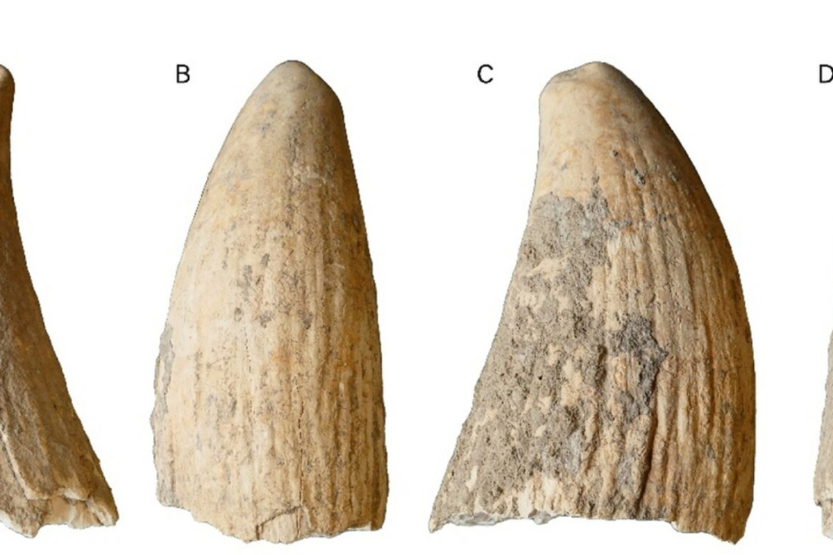 Rare whale tooth fossil helps crack ancient Iberian mystery | The ...