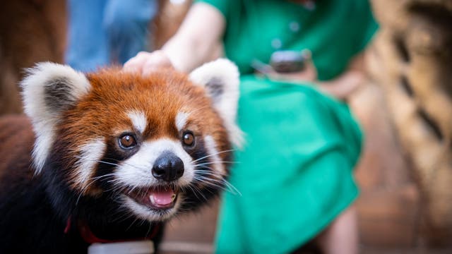 <p>Guests are allowed to touch and stroke the red pandas during their morning visit</p>