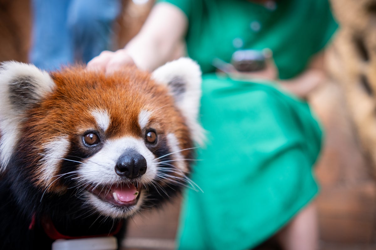 Chinese hotel told ‘wake-up service’ of red pandas climbing onto guest beds must stop