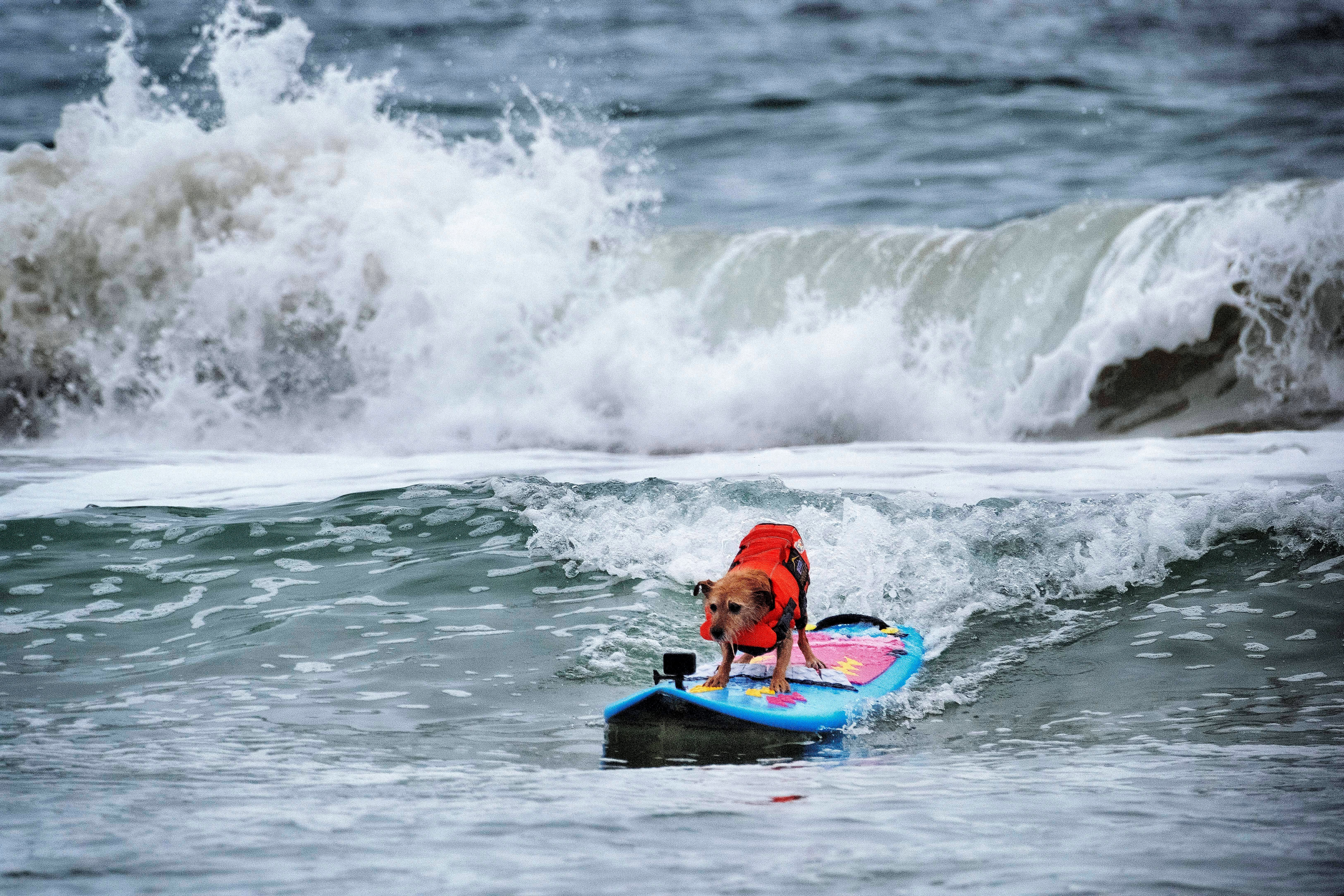 Huntington Beach Dog Surfing