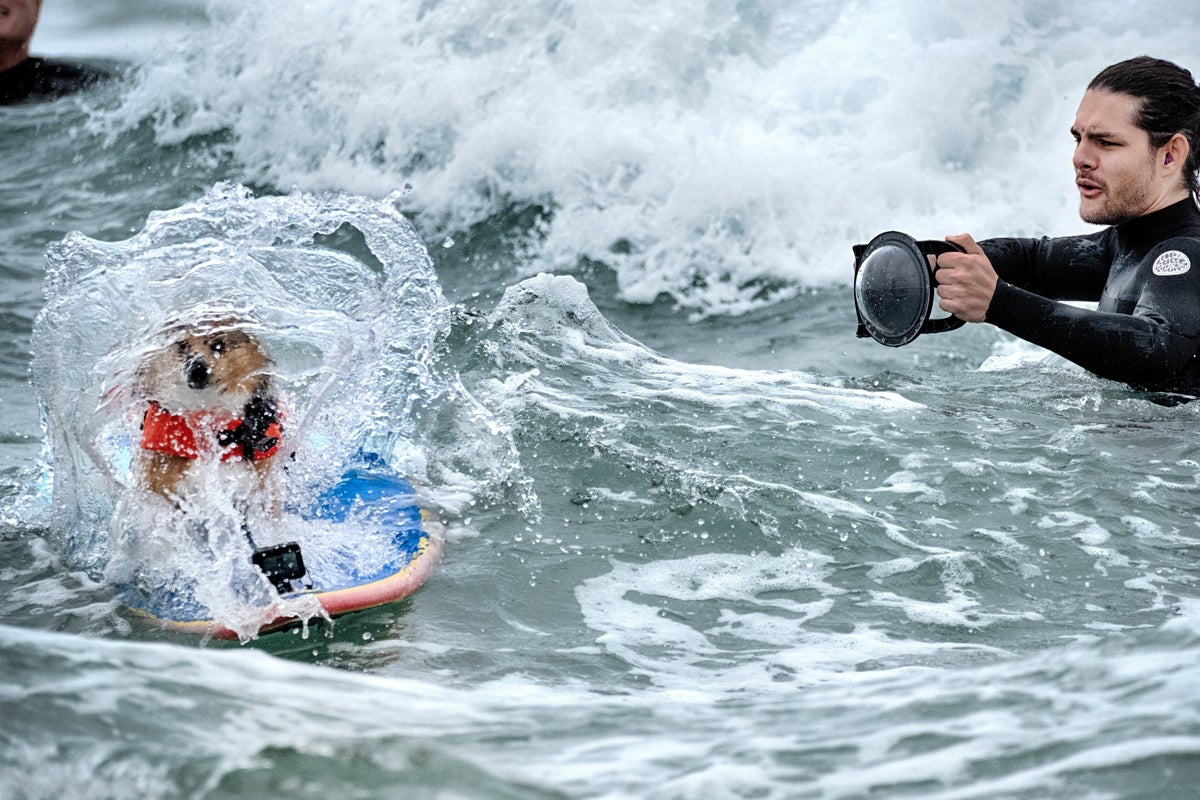 Photos of top surfing dogs catching waves at Huntington Beach