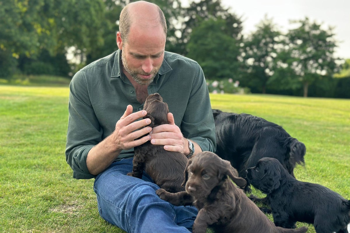 Peta claims Prince William and Kate are ‘staggeringly out of touch’ after pet dog has puppies Peta claims Prince William and Kate are ‘staggeringly out of touch’ after pet dog has puppies